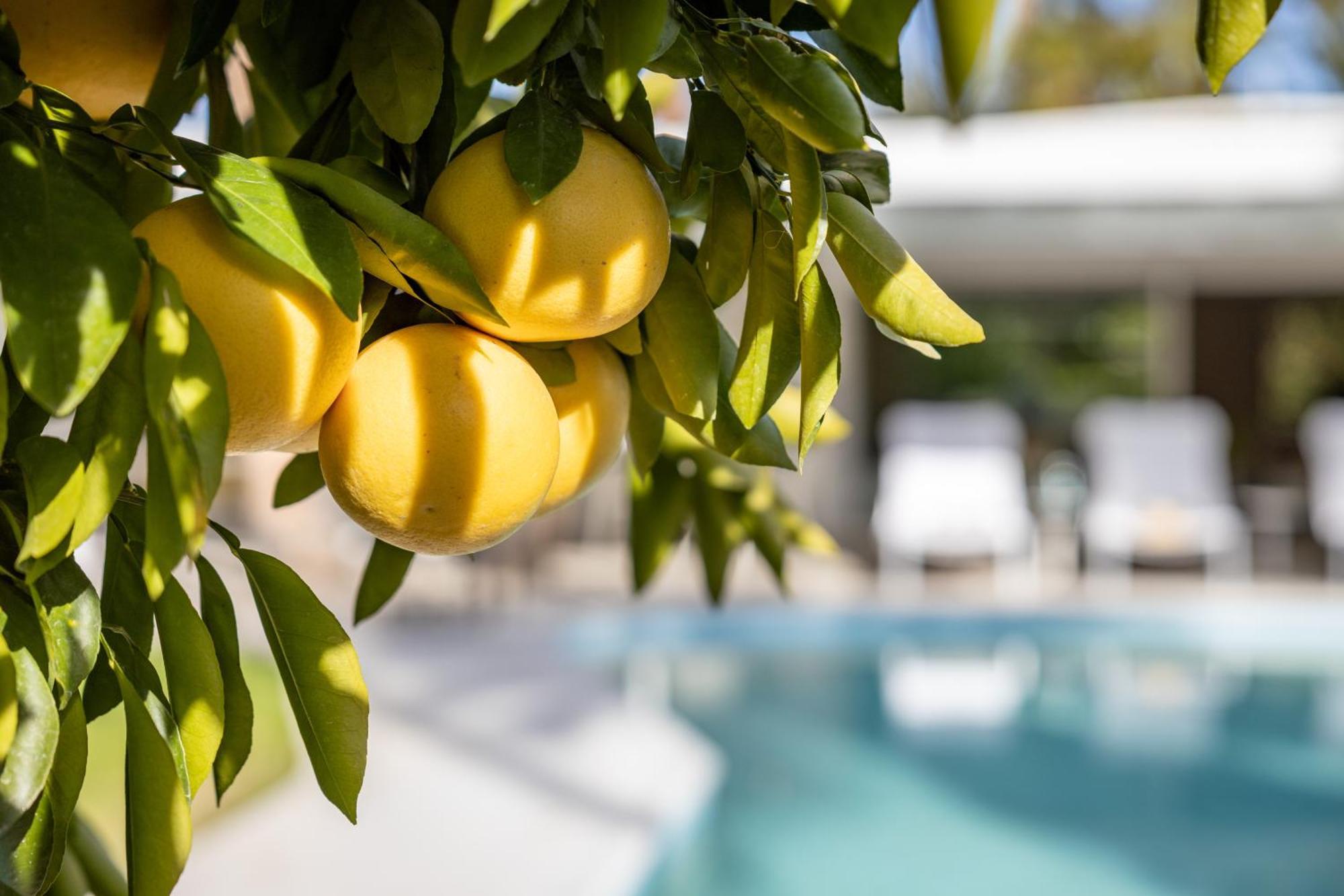 Casa Cactus By Acme House Company Villa Palm Springs Exteriör bild